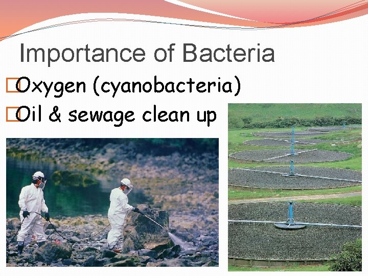 Importance of Bacteria �Oxygen (cyanobacteria) �Oil & sewage clean up 