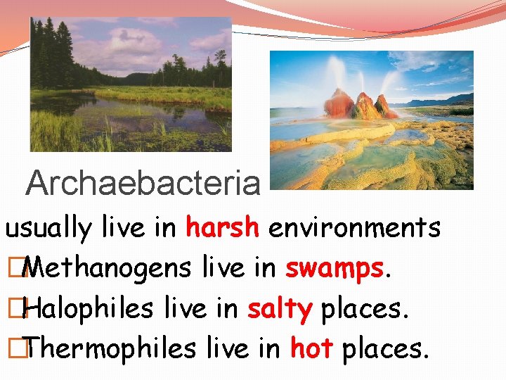 Archaebacteria usually live in harsh environments �Methanogens live in swamps. �Halophiles live in salty