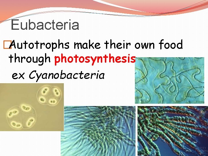 Eubacteria �Autotrophs make their own food through photosynthesis ex Cyanobacteria 
