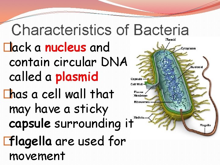 Characteristics of Bacteria �lack a nucleus and contain circular DNA called a plasmid �has