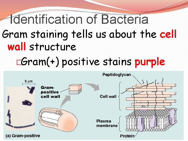 Identification of Bacteria Gram staining tells us about the cell wall structure �Gram(+) positive