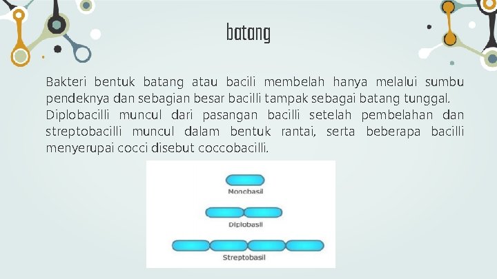 batang Bakteri bentuk batang atau bacili membelah hanya melalui sumbu pendeknya dan sebagian besar