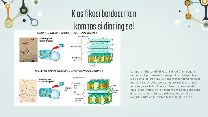 Klasifikasi berdasarkan komposisi dinding sel Komponen khusus dinding sel Bakteri Gram negatif terdiri dari