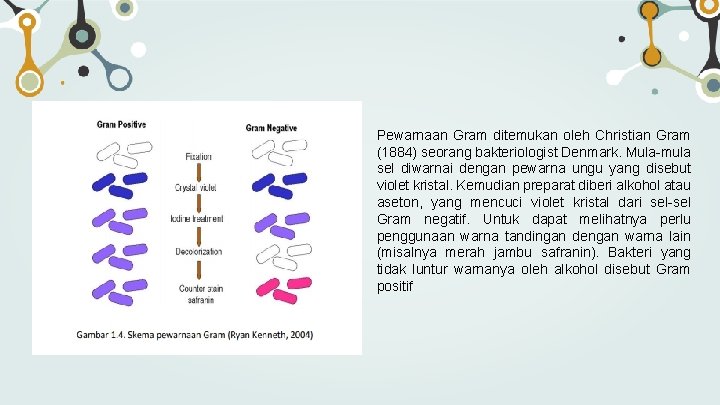 Pewarnaan Gram ditemukan oleh Christian Gram (1884) seorang bakteriologist Denmark. Mula-mula sel diwarnai dengan