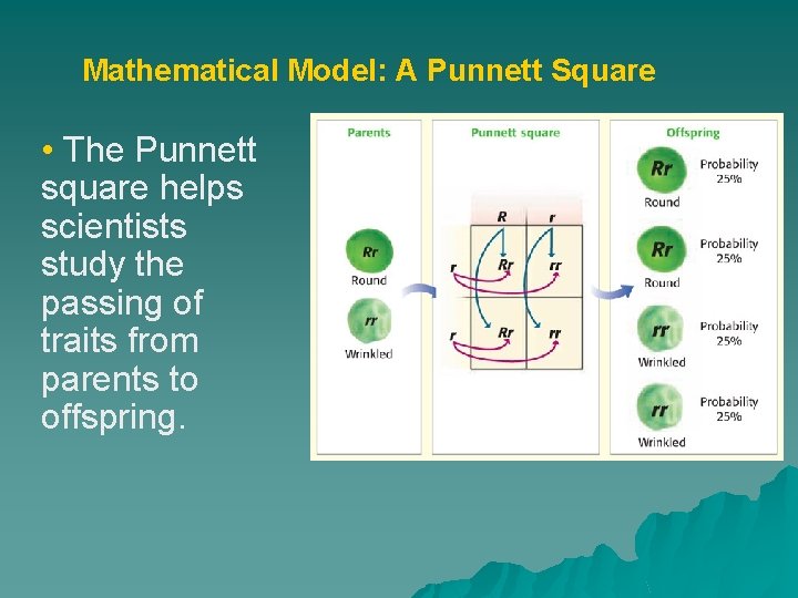 Mathematical Model: A Punnett Square • The Punnett square helps scientists study the passing