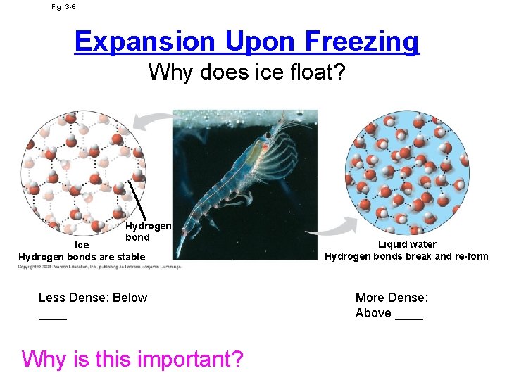 Fig. 3 -6 Expansion Upon Freezing Why does ice float? Hydrogen bond Ice Hydrogen
