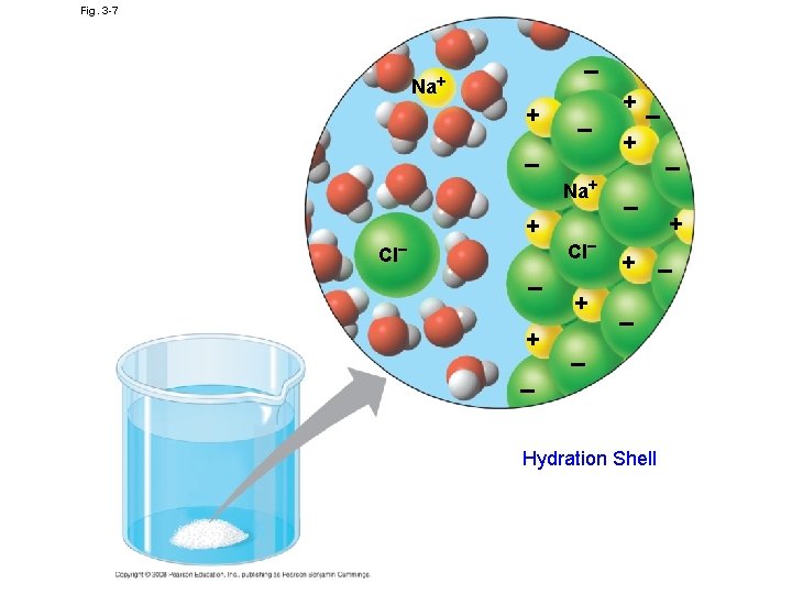 Fig. 3 -7 + – – Cl– + + + – + – –