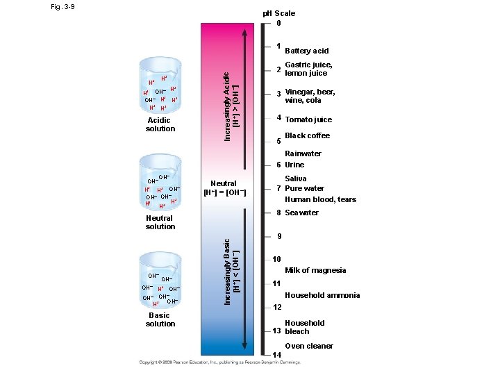 Fig. 3 -9 p. H Scale 0 H+ H+ + – H H+ OH–