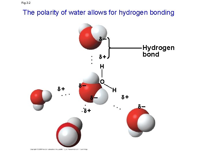 Fig. 3. 2 The polarity of water allows for hydrogen bonding – Hydrogen bond