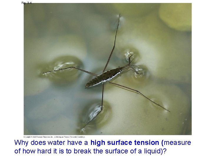 Fig. 3 -4 Why does water have a high surface tension (measure of how