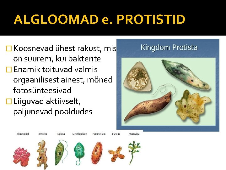 ALGLOOMAD e. PROTISTID � Koosnevad ühest rakust, mis on suurem, kui bakteritel � Enamik