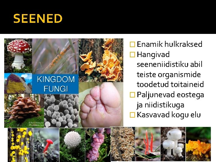 SEENED � Enamik hulkraksed � Hangivad seeneniidistiku abil teiste organismide toodetud toitaineid � Paljunevad