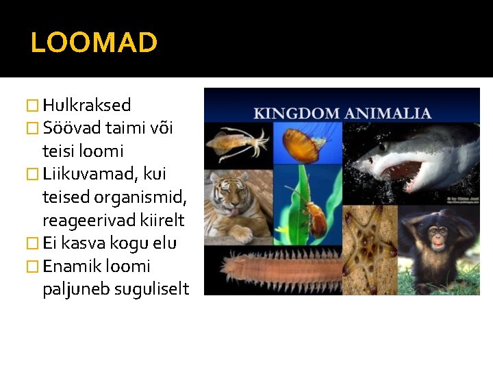 LOOMAD � Hulkraksed � Söövad taimi või teisi loomi � Liikuvamad, kui teised organismid,