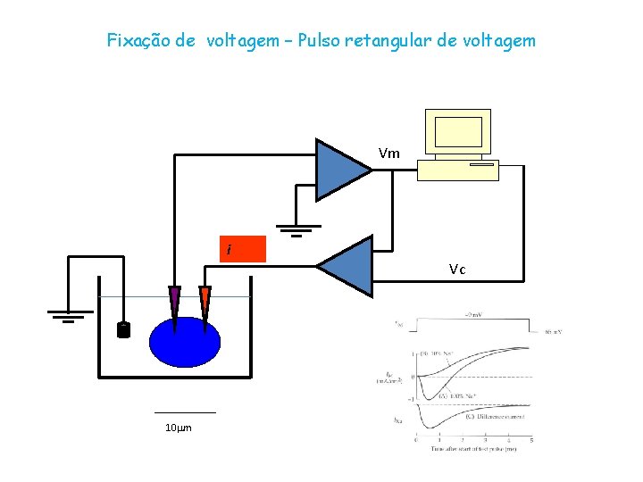 Fixação de voltagem – Pulso retangular de voltagem Vm i Vc 10 mm 