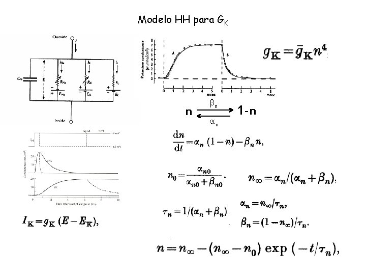Modelo HH para GK n bn an 1 -n 