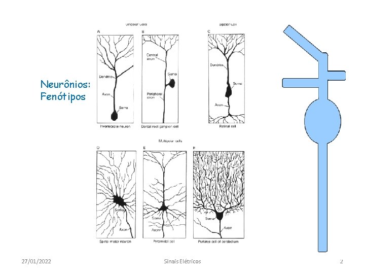 Neurônios: Fenótipos 27/01/2022 Sinais Elétricos 2 