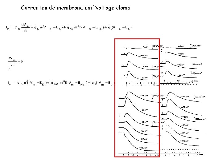 Correntes de membrana em “voltage clamp 