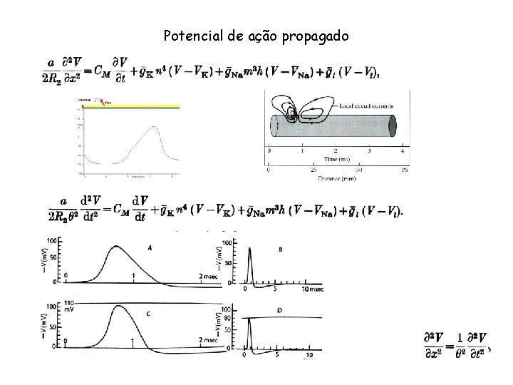 Potencial de ação propagado 