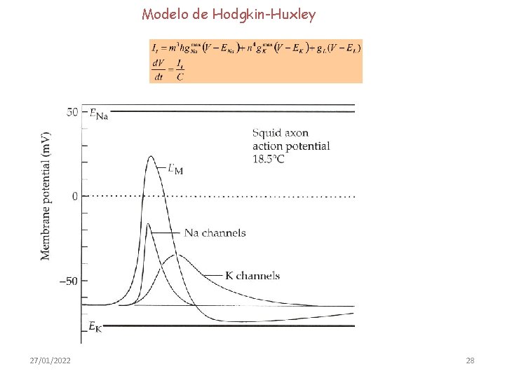 Modelo de Hodgkin-Huxley 27/01/2022 28 