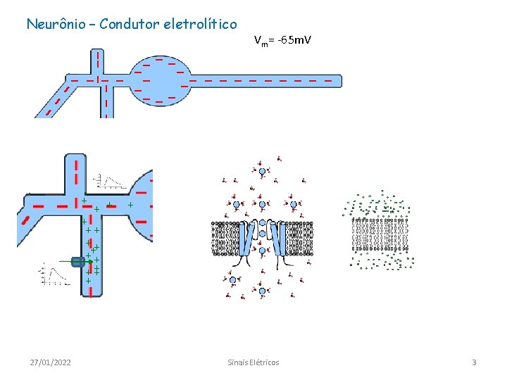 Neurônio – Condutor eletrolítico ---- - - - ---- - -- Vm= -65 m.