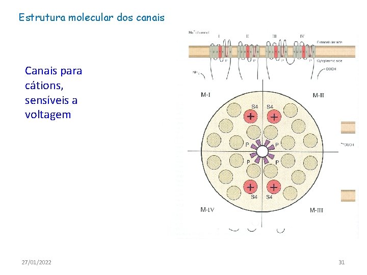 Estrutura molecular dos canais Canais para cátions, sensíveis a voltagem 27/01/2022 31 