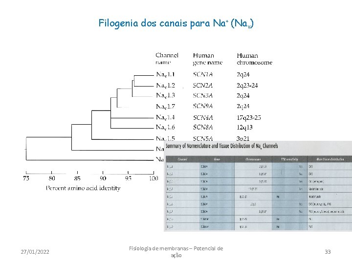 Filogenia dos canais para Na+ (Nav) 27/01/2022 Fisiologia de membranas – Potencial de ação