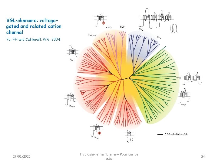 VGL-chanome: voltagegated and related cation channel Yu, FH and Catterall, WA, 2004 27/01/2022 Fisiologia