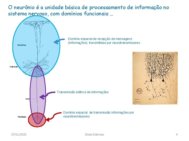 O neurônio é a unidade básica de processamento de informação no sistema nervoso, com