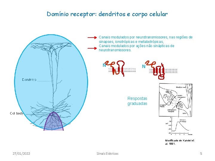 Domínio receptor: dendritos e corpo celular Canais modulados por neurotransmissores, nas regiões de sinapses,