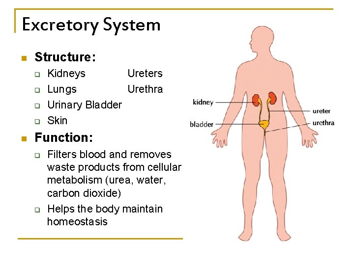 Excretory System n Structure: q q n Kidneys Ureters Lungs Urethra Urinary Bladder Skin