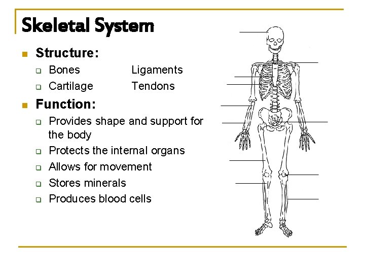 Skeletal System n Structure: q q n Bones Cartilage Ligaments Tendons Function: q q