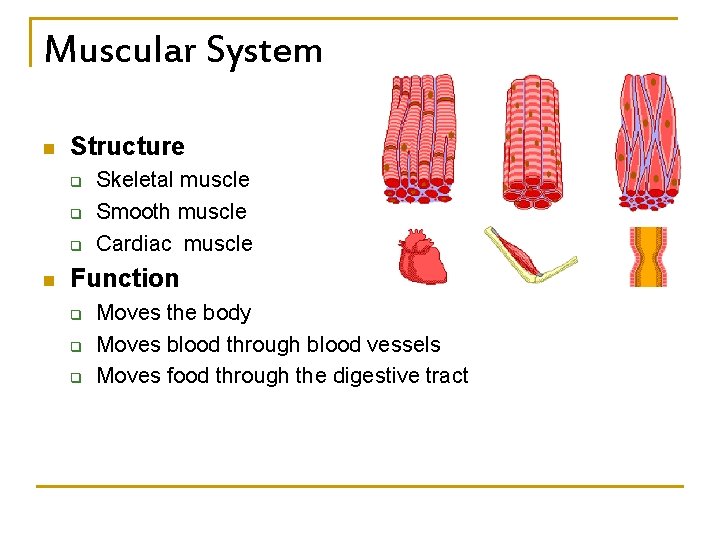 Muscular System n Structure q q q n Skeletal muscle Smooth muscle Cardiac muscle