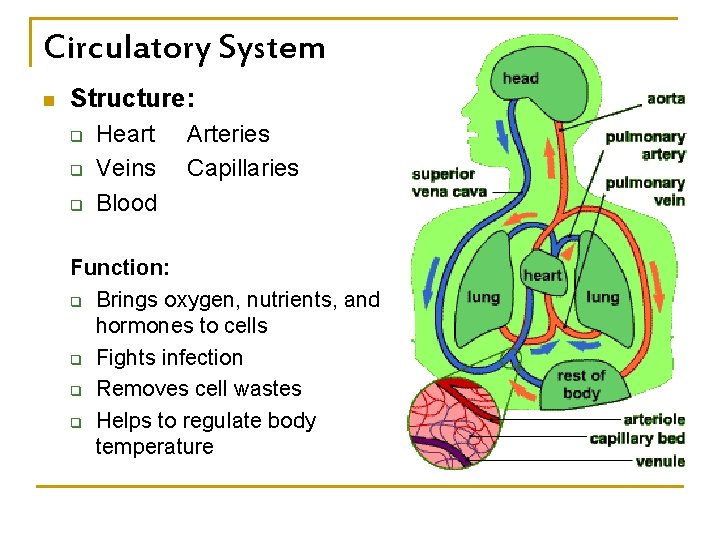 Circulatory System n Structure: q q q Heart Veins Blood Arteries Capillaries Function: q