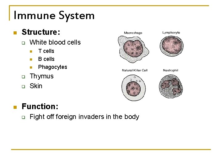 Immune System n Structure: q White blood cells n n n q q n