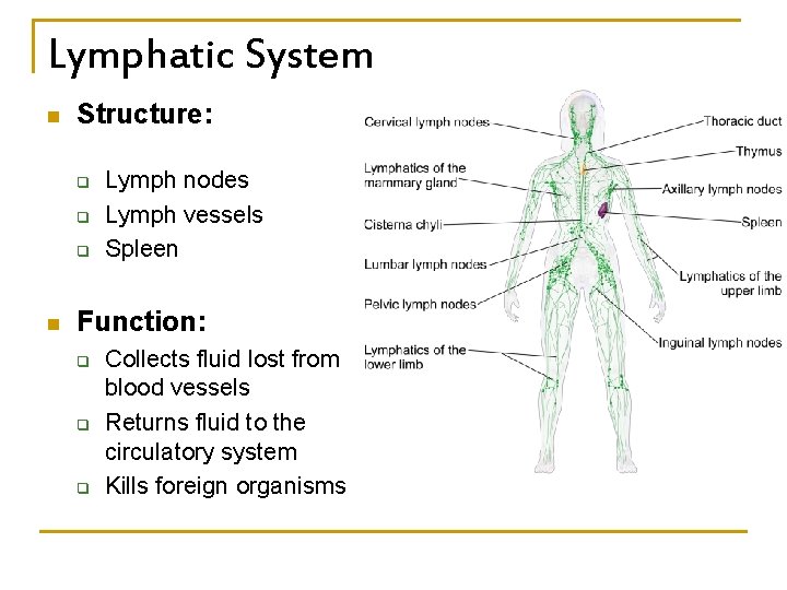 Lymphatic System n Structure: q q q n Lymph nodes Lymph vessels Spleen Function:
