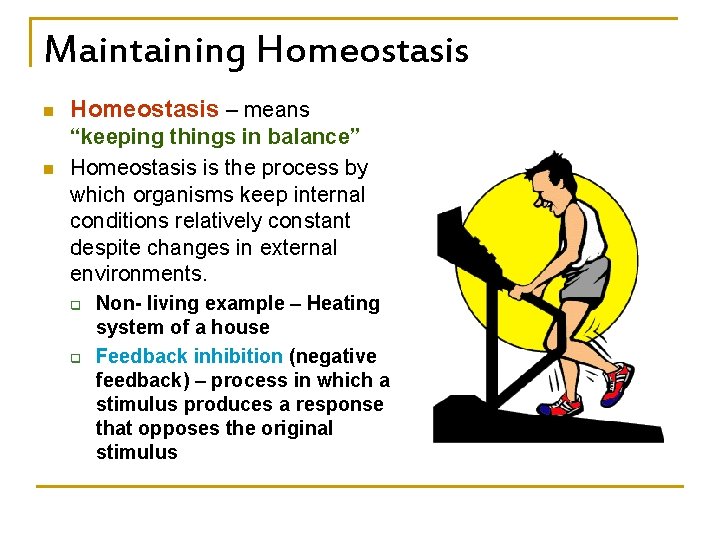 Maintaining Homeostasis n n Homeostasis – means “keeping things in balance” Homeostasis is the