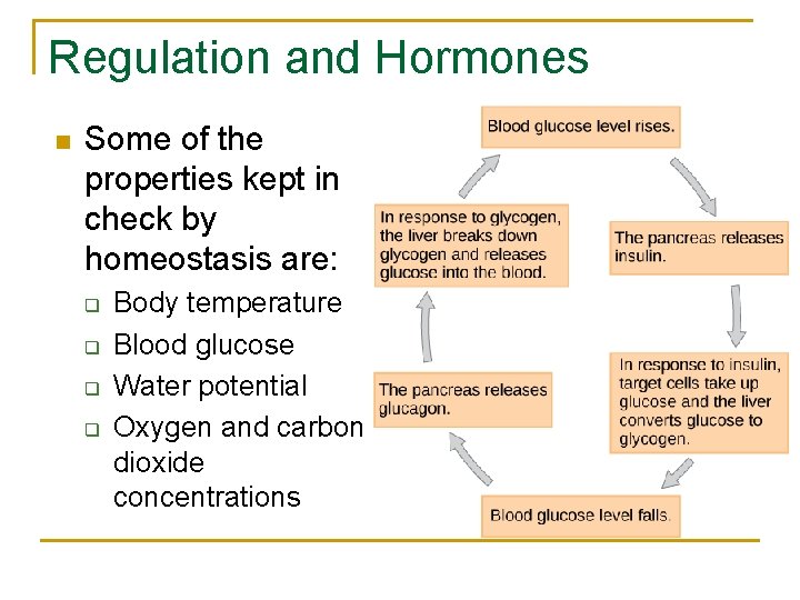 Regulation and Hormones n Some of the properties kept in check by homeostasis are: