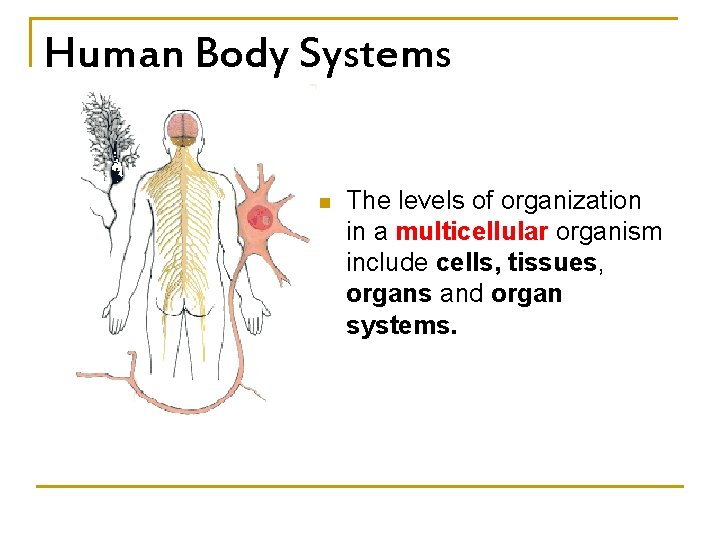 Human Body Systems n The levels of organization in a multicellular organism include cells,