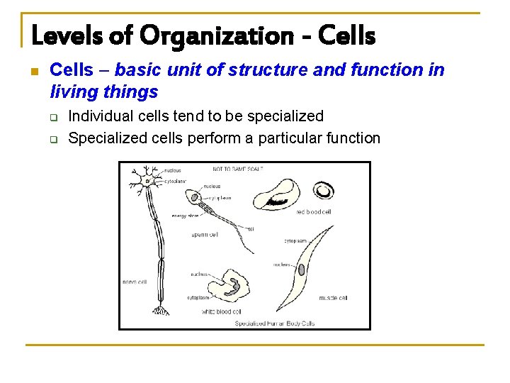 Levels of Organization - Cells n Cells – basic unit of structure and function