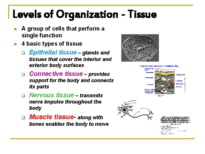 Levels of Organization - Tissue n n A group of cells that perform a