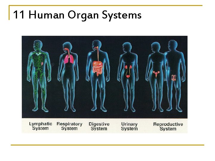 11 Human Organ Systems 