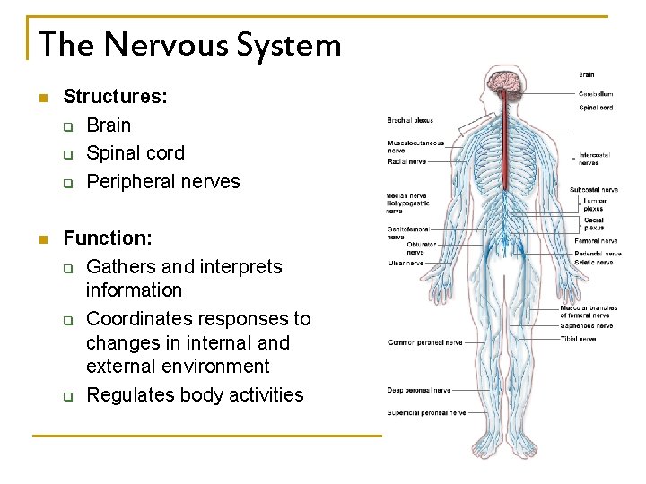 The Nervous System n Structures: q Brain q Spinal cord q Peripheral nerves n