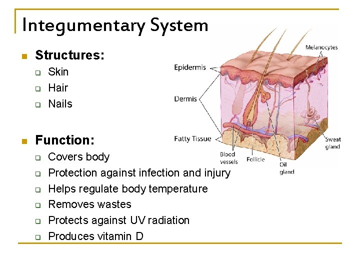 Integumentary System n Structures: q q q n Skin Hair Nails Function: q q