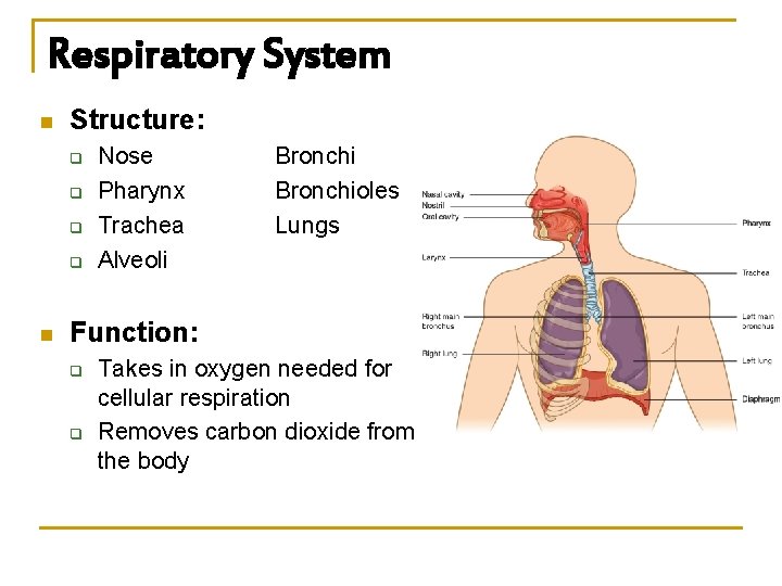 Respiratory System n Structure: q q n Nose Pharynx Trachea Alveoli Bronchioles Lungs Function: