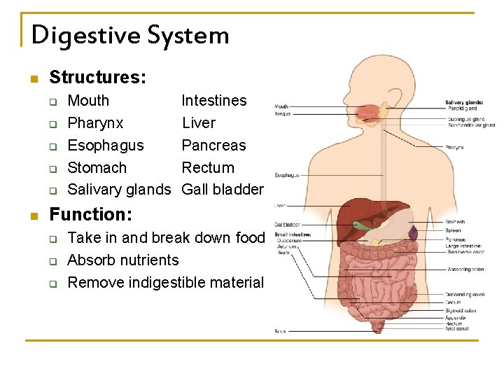 Digestive System n Structures: q q q n Mouth Pharynx Esophagus Stomach Salivary glands