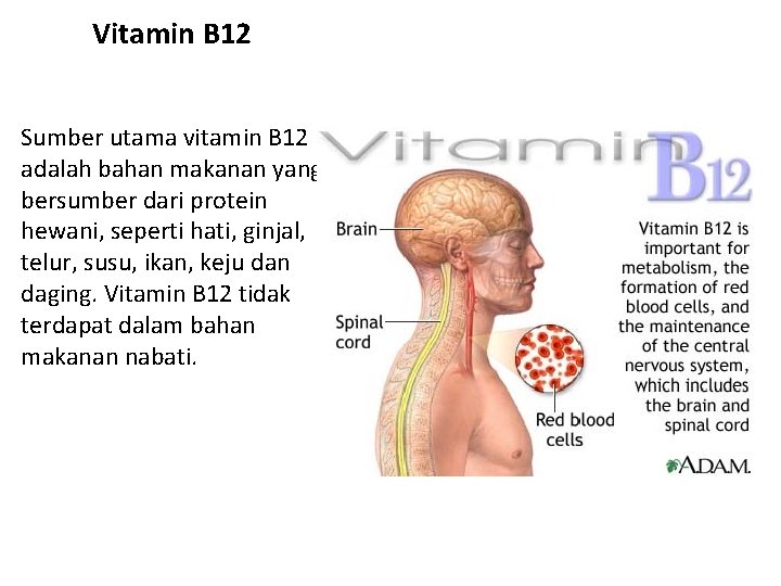 Vitamin B 12 Sumber utama vitamin B 12 adalah bahan makanan yang bersumber dari