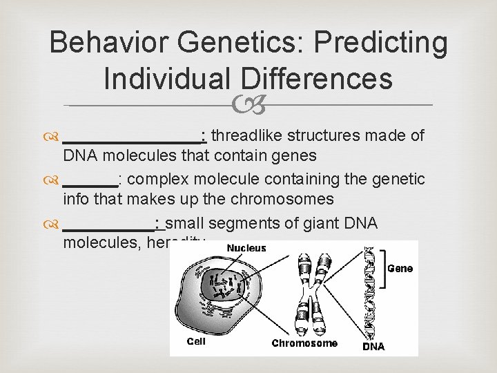 Behavior Genetics: Predicting Individual Differences ________: threadlike structures made of DNA molecules that contain