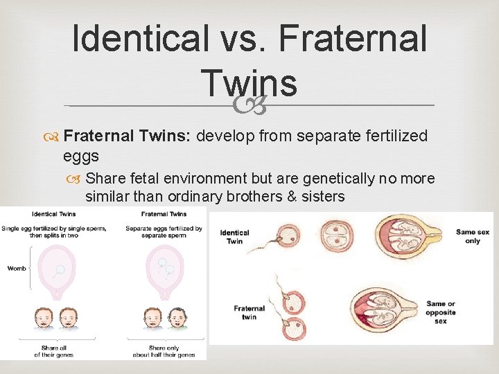 Identical vs. Fraternal Twins: develop from separate fertilized eggs Share fetal environment but are