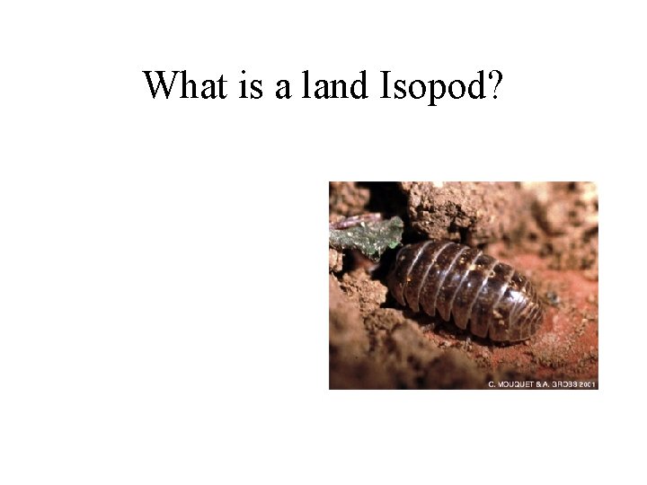 What is a land Isopod? 