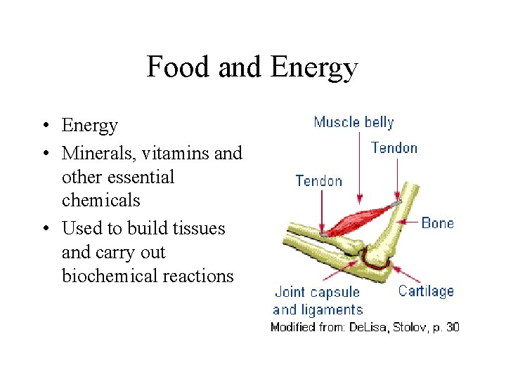 Food and Energy • Minerals, vitamins and other essential chemicals • Used to build